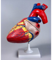 Модель Сердце большое