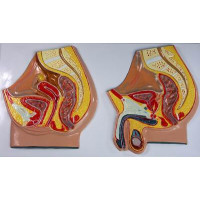 Барельефная модель Таз мужской и женский