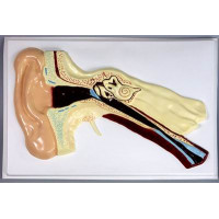 Барельефная модель Ухо человека