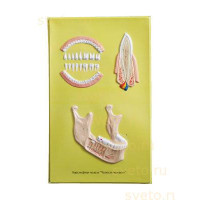 Барельефная модель Строение челюсти человека